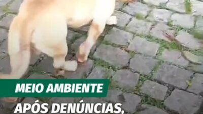 O cachorro que havia sido encontrado preso em uma área de difícil acesso no Parque Ecológico Municipal Rego dos