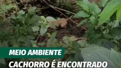 Um cão da raça Pit Bull estaria há cerca de três dias preso em um buraco na trilha do Rêgo dos Carrapatos, sem