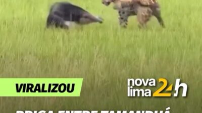 Um encontro raro entre uma onça-pintada e um tamanduá-bandeira chamou a atenção na Fazenda Caiman, no
