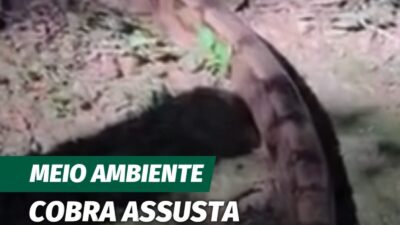Uma cobra de grande porte assustou frequentadores do Parque Ecológico Rego dos Carrapatos, em Nova Lima