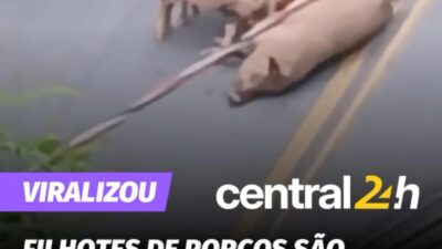 Família de porcos chama atenção em avenida na região do Aglomerado da Serra, em BH