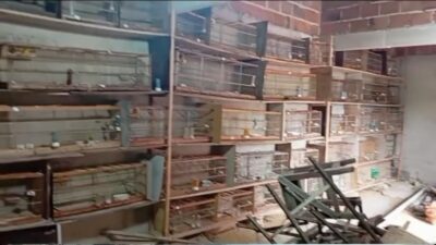 71 canários-da-terra são resgatados em situação de maus-tratos