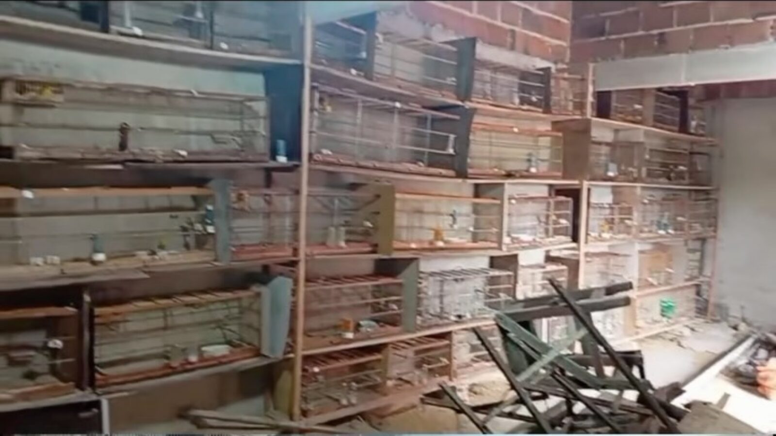 71 canários-da-terra são resgatados em situação de maus-tratos